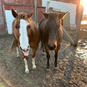 Meet your Posher, Korrigan